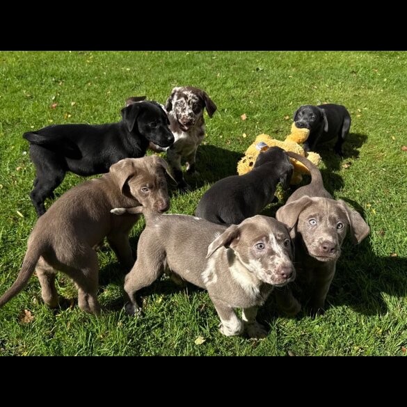 Labrador Retriever