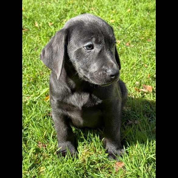 Labrador Retriever
