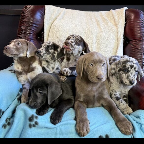 Labrador Retriever