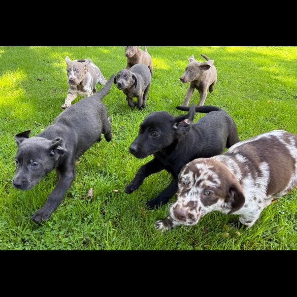 Labrador Retriever