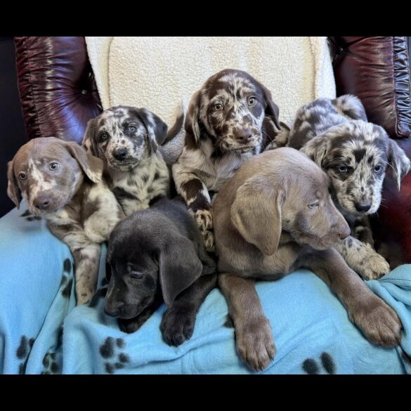 Labrador Retriever