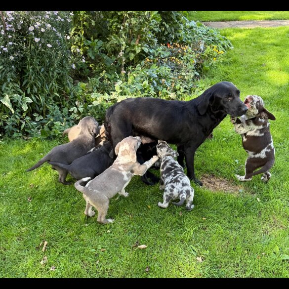 Labrador Retriever