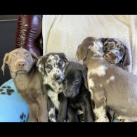 Labrador Retriever