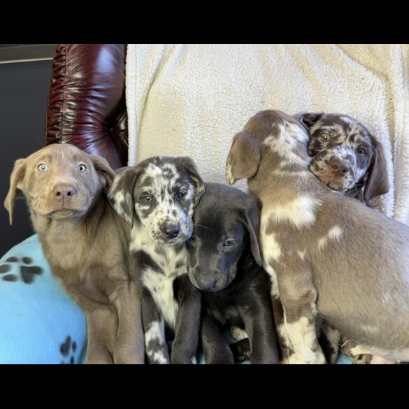Labrador Retriever