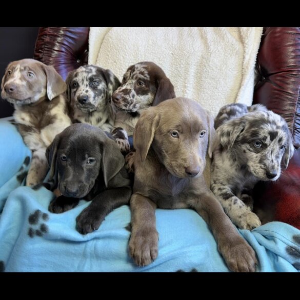 Labrador Retriever