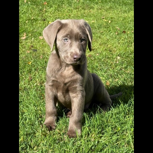 Labrador Retriever