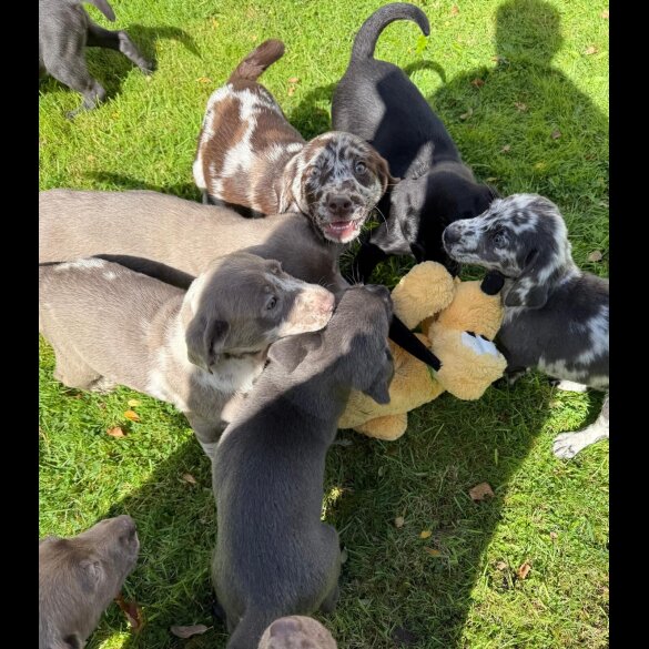Labrador Retriever