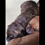 Staffordshire Bull Terrier