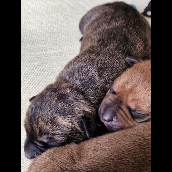 Staffordshire Bull Terrier