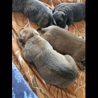 Staffordshire Bull Terrier