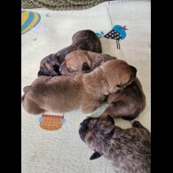 Staffordshire Bull Terrier