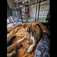 Staffordshire Bull Terrier
