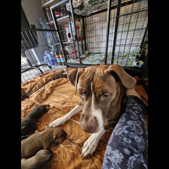 Staffordshire Bull Terrier