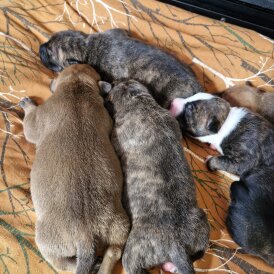 Staffordshire Bull Terrier