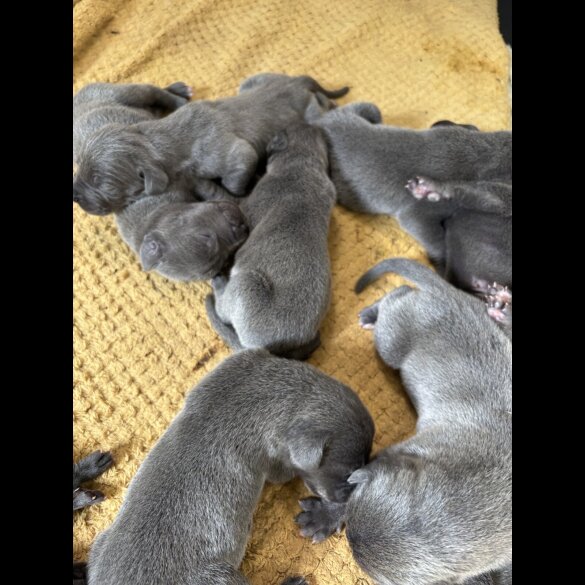 Great Dane
