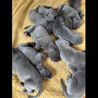 Great Dane