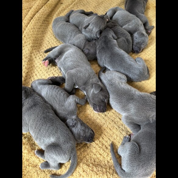 Great Dane