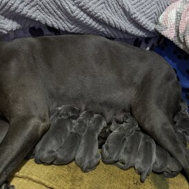 Great Dane