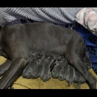 Great Dane