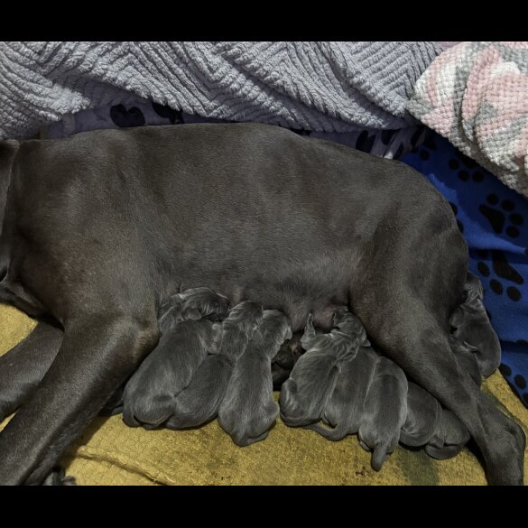 Great Dane
