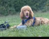 Cocker Spaniel (Show)