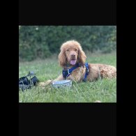 Cocker Spaniel (Show)