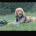 Cocker Spaniel (Show)
