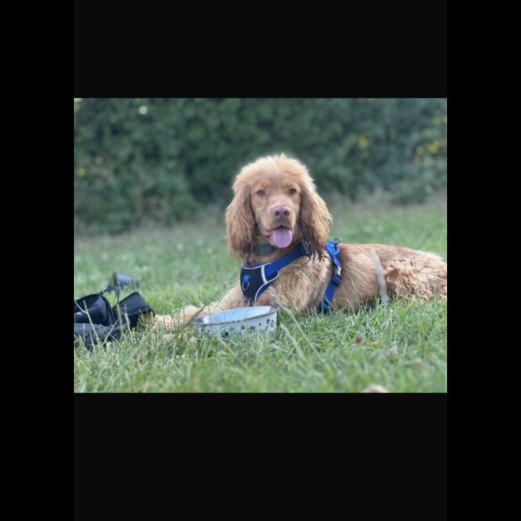 Cocker Spaniel (Show)