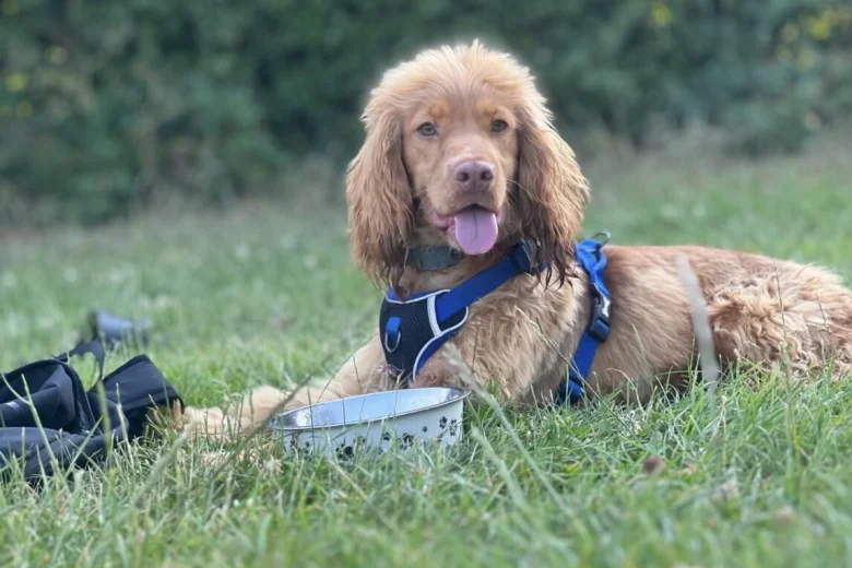 Cocker Spaniel (Show)