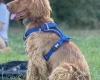 Cocker Spaniel (Show)