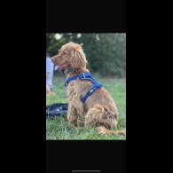 Cocker Spaniel (Show)