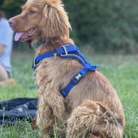 Cocker Spaniel (Show)