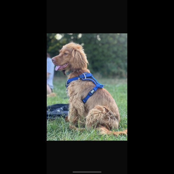 Cocker Spaniel (Show)