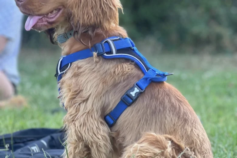 Cocker Spaniel (Show)