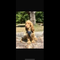 Cocker Spaniel (Show)