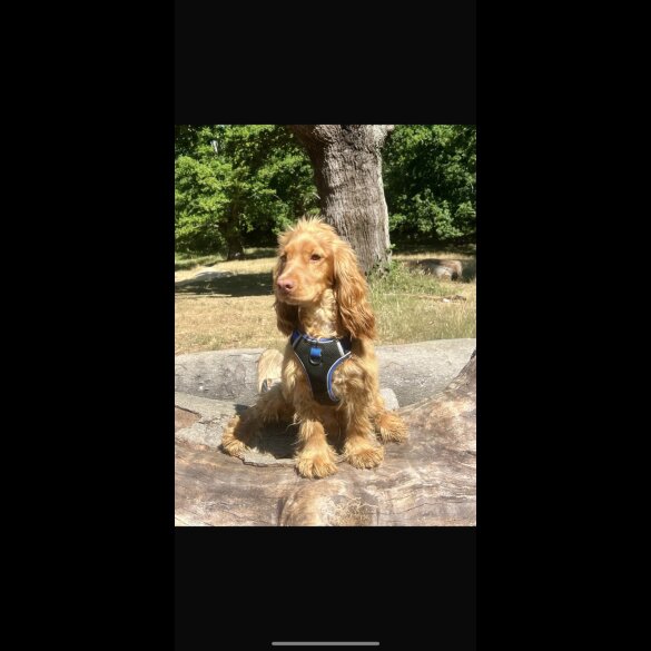 Cocker Spaniel (Show)