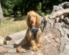Cocker Spaniel (Show)