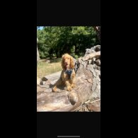 Cocker Spaniel (Show)