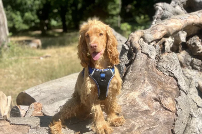 Cocker Spaniel (Show)