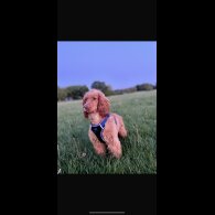 Cocker Spaniel (Show)