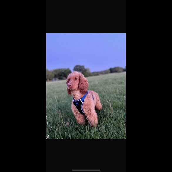 Cocker Spaniel (Show)