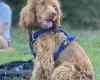 Cocker Spaniel (Show)