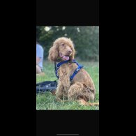 Cocker Spaniel (Show)