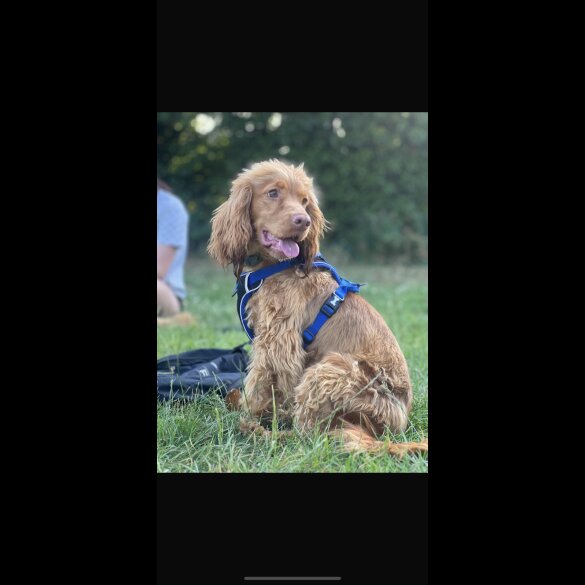 Cocker Spaniel (Show)