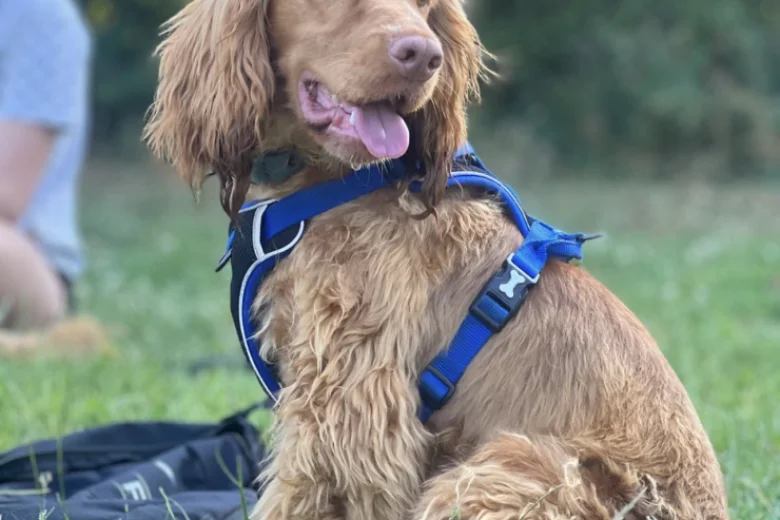 Cocker Spaniel (Show)