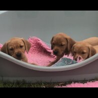 Labrador Retriever