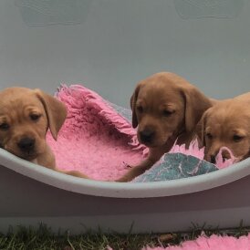 Labrador Retriever