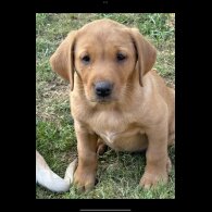 Labrador Retriever