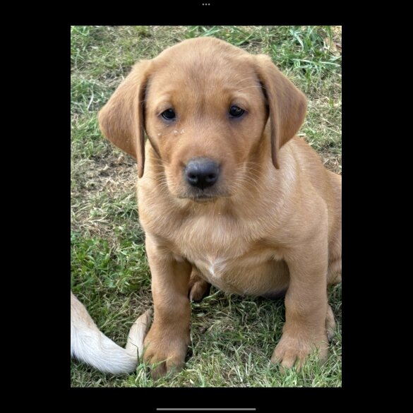 Labrador Retriever