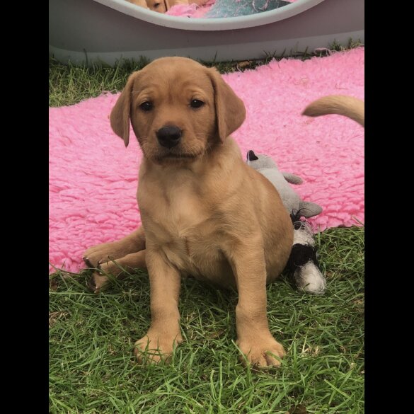 Labrador Retriever